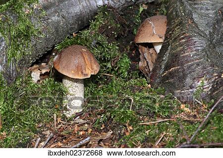 "Birch Bolete (Leccinum scabrum) at the roots of a birch tree, Allgaeu, Bavaria, Germany, Europe" View Large Photo Image Stock Photo - "Birch Bolete (Leccinum scabrum) at the roots of a birch tree, Allgaeu, Bavaria, Germany, Europe". Fotosearch