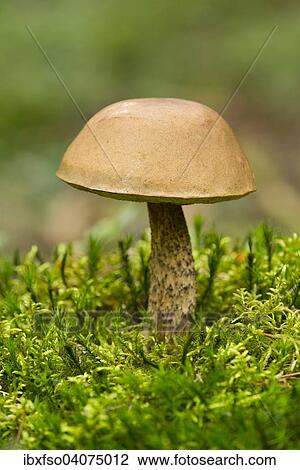 "Birch Bolete (Leccinum scabrum), Lower Saxony, Germany, Europe" View Large Photo Image Stock Image - "Birch Bolete (Leccinum scabrum), Lower Saxony, Germany, Europe". Fotosearch