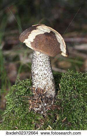 "Birch Bolete (Leccinum scabrum), Allgaeu, Bavaria, Germany, Europe" View Large Photo Image Picture - "Birch Bolete (Leccinum scabrum), Allgaeu, Bavaria, Germany, Europe". Fotosearch