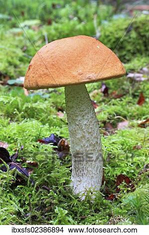 "Birch Bolete (Leccinum scabrum), mushroom" View Large Photo Image Picture - "Birch Bolete (Leccinum scabrum), mushroom". Fotosearch