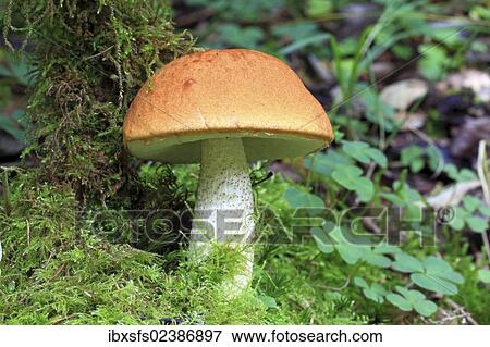 "Birch Bolete (Leccinum scabrum), mushroom" View Large Photo Image Stock Photo - "Birch Bolete (Leccinum scabrum), mushroom". Fotosearch