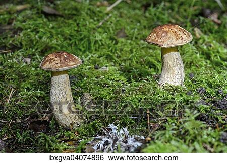"Birch Bolete (Leccinum scabrum), mycorrhiza fungus, edible, Switzerland, Europe" View Large Photo Image Stock Photograph - "Birch Bolete (Leccinum scabrum), mycorrhiza fungus, edible, Switzerland, Europe". Fotosearch