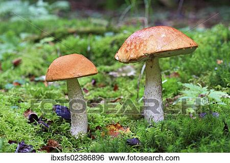 "Birch Boletes (Leccinum scabrum) on moss, mushroom" View Large Photo Image Stock Photograph - "Birch Boletes (Leccinum scabrum) on moss, mushroom". Fotosearch