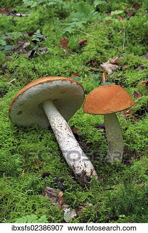 Stock Photo - "Birch Boletes (Leccinum scabrum), mushrooms on moss". Fotosearch