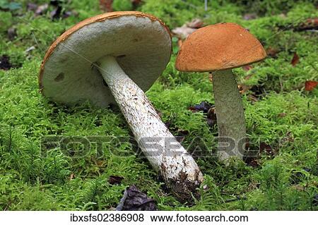 "Birch Boletes (Leccinum scabrum), mushrooms on moss" View Large Photo Image Stock Photo - "Birch Boletes (Leccinum scabrum), mushrooms on moss". Fotosearch