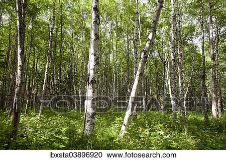 "Birch forest, Alaska, United States, North America" View Large Photo Image Stock Image - "Birch forest, Alaska, United States, North America". Fotosearch