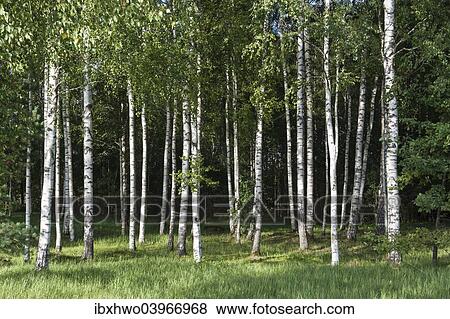 Stock Photo - "Birch forest (Betula) on the Baltic coast of the Baltic Sea, Parnu County, Estonia, Europe". Fotosearch