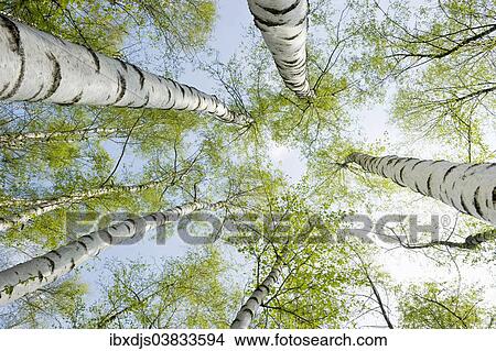 Picture - "Birch forest in spring, from below, North Rhine-Westphalia, Germany, Europe". Fotosearch