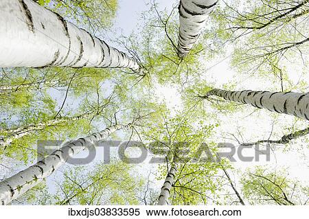 "Birch forest in spring, from below, North Rhine-Westphalia, Germany, Europe" View Large Photo Image Stock Photography - "Birch forest in spring, from below, North Rhine-Westphalia, Germany, Europe". Fotosearch
