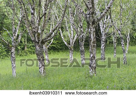 "Birch grove (Betula pendula), Ihringen, Baden-Wurttemberg, Germany, Europe" View Large Photo Image Stock Image - "Birch grove (Betula pendula), Ihringen, Baden-Wurttemberg, Germany, Europe". Fotosearch
