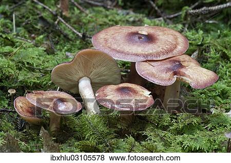 "Birch Knight (Tricholoma fulvum), Untergroningen, Abtsgmuend, Baden-Wurttemberg, Germany, Europe" View Large Photo Image Stock Photo - "Birch Knight (Tricholoma fulvum), Untergroningen, Abtsgmuend, Baden-Wurttemberg, Germany, Europe". Fotosearch