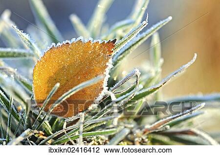 Birch leaf and hassock with hoarfrost View Large Photo Image Stock Image - Birch leaf and hassock with hoarfrost. Fotosearch