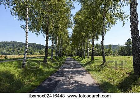 Stock Photo - "Birch-lined avenue, Baden-Wuerttemberg, Germany, Europe, PublicGround, Europe". Fotosearch