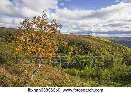 "Birch tree in autumn colors, Vindelfjallen, Vasterbotten County, Sweden, Europe" View Large Photo Image Stock Image - "Birch tree in autumn colors, Vindelfjallen, Vasterbotten County, Sweden, Europe". Fotosearch