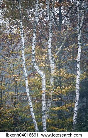 "Birch trees (Betula pendula) and Beech trees (Fagus sylvatica) in autumn, Emsland, Lower Saxony, Germany, Europe" View Large Photo Image Stock Image - "Birch trees (Betula pendula) and Beech trees (Fagus sylvatica) in autumn, Emsland, Lower Saxony, Germany, Europe". Fotosearch