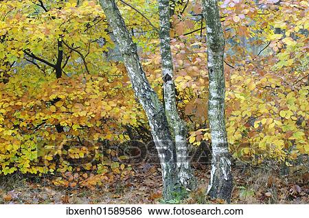 Birch trees (Betula pendula) and beech foliage (Fagus sylvatica) View Large Photo Image Stock Photograph - Birch trees (Betula pendula) and beech foliage (Fagus sylvatica). Fotosearch