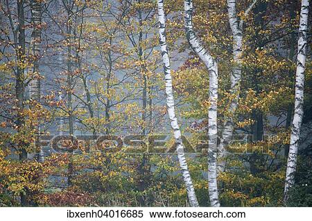 "Birch trees (Betula pendula) and Beech trees (Fagus sylvatica) in autumn, Emsland, Lower Saxony, Germany, Europe" View Large Photo Image Stock Photography - "Birch trees (Betula pendula) and Beech trees (Fagus sylvatica) in autumn, Emsland, Lower Saxony, Germany, Europe". Fotosearch
