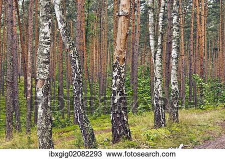 "Birches (Betula) in pine forest near Roztoka, Kampinoski National Park, Poland, Europe" View Large Photo Image Stock Image - "Birches (Betula) in pine forest near Roztoka, Kampinoski National Park, Poland, Europe". Fotosearch