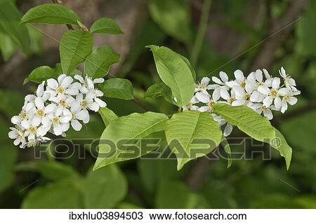 "Bird Cherry or Hackberry (Prunus padus), Baden-Wurttemberg, Germany, Europe" View Large Photo Image Stock Image - "Bird Cherry or Hackberry (Prunus padus), Baden-Wurttemberg, Germany, Europe". Fotosearch