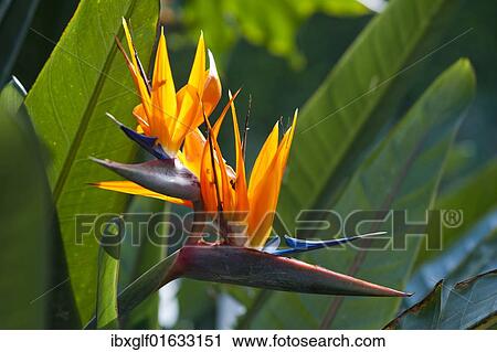 Bird of paradise flower (Strelitzia) View Large Photo Image Stock Image - Bird of paradise flower (Strelitzia). Fotosearch