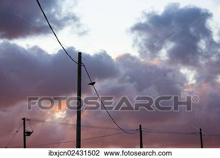 "Bird sitting on a power line in the evening, Pembrokeshire, Wales, United Kingdom, Europe" View Large Photo Image Stock Image - "Bird sitting on a power line in the evening, Pembrokeshire, Wales, United Kingdom, Europe". Fotosearch