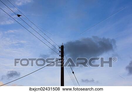"Bird sitting on a power line, Pembrokeshire, Wales, United Kingdom, Europe" View Large Photo Image Stock Photo - "Bird sitting on a power line, Pembrokeshire, Wales, United Kingdom, Europe". Fotosearch