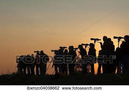 "Bird watching, silhouettes of people with binoculars against the evening sky, Zingst, Darss, Mecklenburg-Western Pomerania, Germany, Europe" View Large Photo Image Stock Image - "Bird watching, silhouettes of people with binoculars against the evening sky, Zingst, Darss, Mecklenburg-Western Pomerania, Germany, Europe". Fotosearch