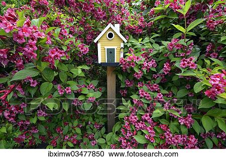 Stock Image - "Birdhouse in front of flowering Weigela (Weigela, weigelia), Stuttgart, Baden-Wurttemberg, Germany, Europe". Fotosearch