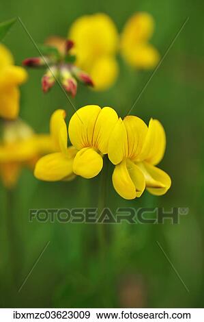 "Bird's-foot Trefoil (Lotus corniculatus), Ramsau bei Berchtesgaden, Berchtesgadener Land District, Upper Bavaria, Bavaria, Germany, Europe" View Large Photo Image Stock Photo - "Bird's-foot Trefoil (Lotus corniculatus), Ramsau bei Berchtesgaden, Berchtesgadener Land District, Upper Bavaria, Bavaria, Germany, Europe". Fotosearch