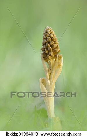 Bird's-nest Orchid (Neottia nidus-avis) View Large Photo Image Stock Photo - Bird's-nest Orchid (Neottia nidus-avis). Fotosearch