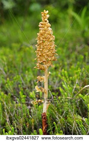 "Bird's-nest Orchid (Neottia nidus-avis), Martinau, Lech Valley, Austria, Europe" View Large Photo Image Stock Photo - "Bird's-nest Orchid (Neottia nidus-avis), Martinau, Lech Valley, Austria, Europe". Fotosearch