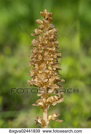 "Bird's-nest Orchid (Neottia nidus-avis), Martinau, Lech, Austria, Europe" View Large Photo Image Stock Photo - "Bird's-nest Orchid (Neottia nidus-avis), Martinau, Lech, Austria, Europe". Fotosearch