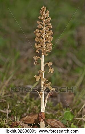 "Bird's-nest Orchid (Neottia nidus-avis), Untergroeningen, Baden-Wuerttemberg, Germany, Europe" View Large Photo Image Stock Photography - "Bird's-nest Orchid (Neottia nidus-avis), Untergroeningen, Baden-Wuerttemberg, Germany, Europe". Fotosearch