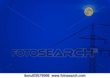 Stock Photograph - "Birds on a power line with a rising moon in the blue hour, Baden-Wurttemberg, Germany, Europe". Fotosearch