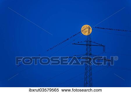 "Birds on a power line with a rising moon in the blue hour, Baden-Wurttemberg, Germany, Europe" View Large Photo Image Stock Photography - "Birds on a power line with a rising moon in the blue hour, Baden-Wurttemberg, Germany, Europe". Fotosearch