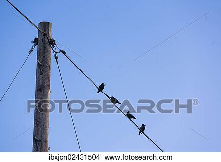 "Birds sitting on a power line, Pembrokeshire, Wales, United Kingdom, Europe" View Large Photo Image Picture - "Birds sitting on a power line, Pembrokeshire, Wales, United Kingdom, Europe". Fotosearch