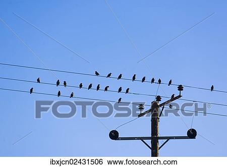 "Birds sitting on a power line, Pembrokeshire, Wales, United Kingdom, Europe" View Large Photo Image Stock Photograph - "Birds sitting on a power line, Pembrokeshire, Wales, United Kingdom, Europe". Fotosearch