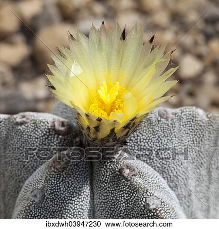 Stock Image - "Bishop's Cap Cactus (Astrophytum myriostigma), North Rhine-Westphalia, Germany, Europe". Fotosearch