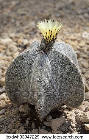 "Bishop's Cap Cactus (Astrophytum myriostigma), North Rhine-Westphalia, Germany, Europe" View Large Photo Image Stock Photo - "Bishop's Cap Cactus (Astrophytum myriostigma), North Rhine-Westphalia, Germany, Europe". Fotosearch