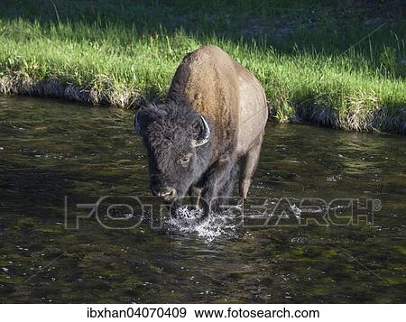 Stock Photo - "Bison (Bison bison) in Nez Perce Creek, Yellowstone National Park, Wyoming, United States, North America". Fotosearch