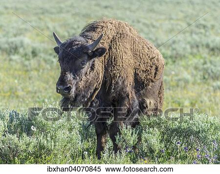 "Bison (Bison bison), Yellowstone National Park, Wyoming, United States, North America" View Large Photo Image Stock Photography - "Bison (Bison bison), Yellowstone National Park, Wyoming, United States, North America". Fotosearch