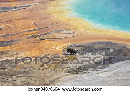 "Bison crossing the sinter crust of Grand Prismatic Spring, Yellowstone National Park, Wyoming, United States, North America" View Large Photo Image Picture - "Bison crossing the sinter crust of Grand Prismatic Spring, Yellowstone National Park, Wyoming, United States, North America". Fotosearch