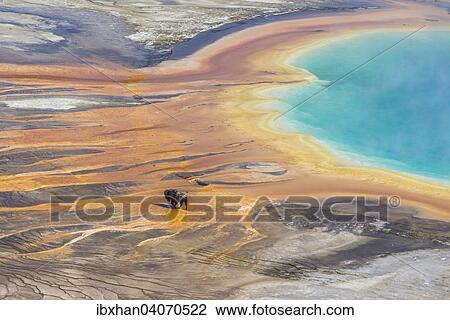 "Bison crossing the sinter crust of Grand Prismatic Spring, Yellowstone National Park, Wyoming, United States, North America" View Large Photo Image Stock Image - "Bison crossing the sinter crust of Grand Prismatic Spring, Yellowstone National Park, Wyoming, United States, North America". Fotosearch