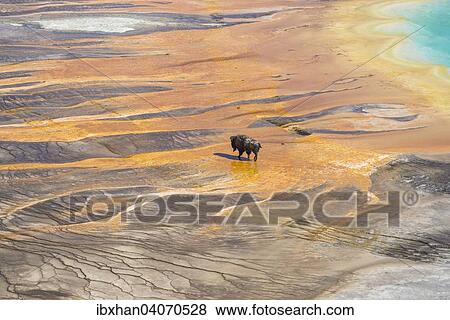 "Bison crossing the sinter crust of Grand Prismatic Spring, Yellowstone National Park, Wyoming, United States, North America" View Large Photo Image Stock Photo - "Bison crossing the sinter crust of Grand Prismatic Spring, Yellowstone National Park, Wyoming, United States, North America". Fotosearch