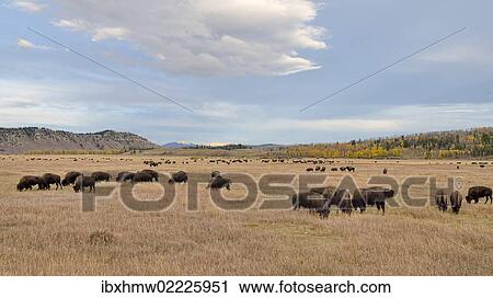 "Bison herd (Bison bison), Elk Ranch Flats, Grand Teton National Park, Wyoming, USA" View Large Photo Image Stock Image - "Bison herd (Bison bison), Elk Ranch Flats, Grand Teton National Park, Wyoming, USA". Fotosearch
