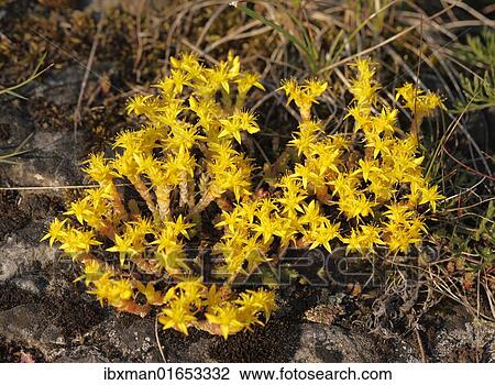 "Biting Stonecrop or Goldmoss Stonecrop (Sedum acre), Bavaria, Germany, Europe" View Large Photo Image Stock Image - "Biting Stonecrop or Goldmoss Stonecrop (Sedum acre), Bavaria, Germany, Europe". Fotosearch