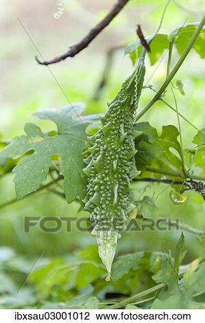 "Bitter melon (Momordica charantia), fruit and leaves, Kuda Oya, Sri Lanka, Asia" View Large Photo Image Stock Image - "Bitter melon (Momordica charantia), fruit and leaves, Kuda Oya, Sri Lanka, Asia". Fotosearch