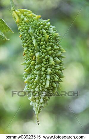 Stock Photography - "Bitter melon (Momordica charantia), Spice Garden, Kumily, Kerala, India, Asia". Fotosearch