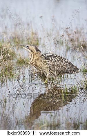 "Bittern (Botaurus stellaris) in the water, Neusiedler See - Seewinkel National Park, Burgenland, Austria, Europe" View Large Photo Image Stock Image - "Bittern (Botaurus stellaris) in the water, Neusiedler See - Seewinkel National Park, Burgenland, Austria, Europe". Fotosearch
