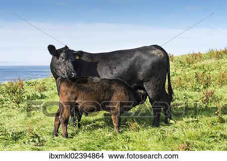 "Black Aberdeen Angus calf suckling, with cow, Caithness, Scotland, United Kingdom, Europe" View Large Photo Image Picture - "Black Aberdeen Angus calf suckling, with cow, Caithness, Scotland, United Kingdom, Europe". Fotosearch